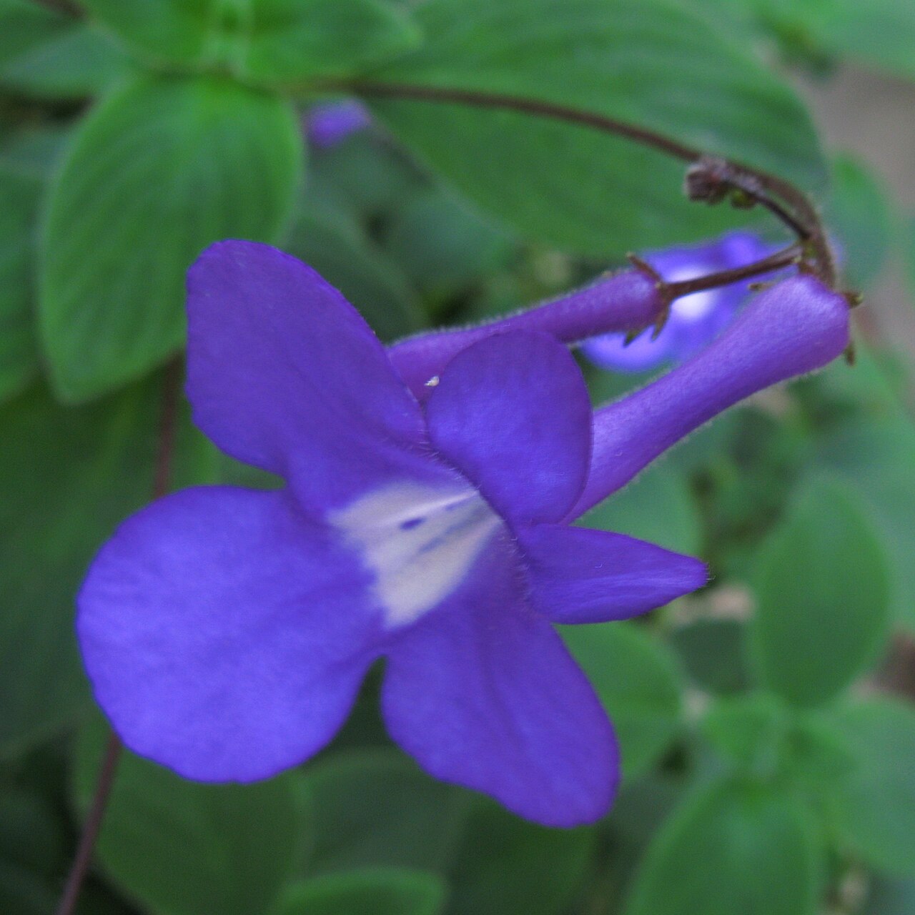 Streptocarpus caulescens: Streptocarpus caulescens