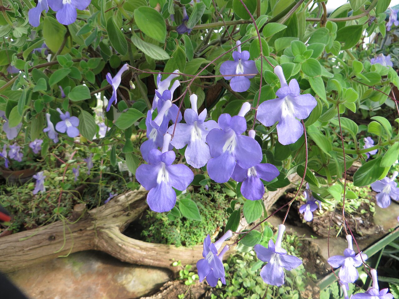 Streptocarpus caulescens: Streptocarpus caulescens . The Botanical Garden of the University of Latvia