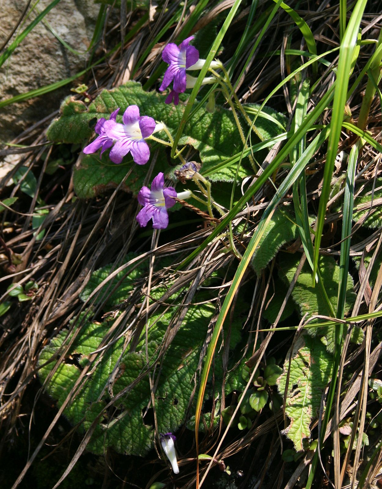 Streptocarpus cyaneus: Streptocarpus cyaneus subsp. cyaneus , Gesneriengewächse (Gesneriaceae) – Swasiland/eSwatini: Malolotja Nature Reserve, NE Malolotja Falls, ca. 24 km N Mbabane,