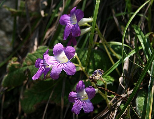 Streptocarpus cyaneus: Streptocarpus cyaneus subsp. cyaneus , Gesneriengewächse (Gesneriaceae) – Swasiland/eSwatini: Malolotja Nature Reserve, NE Malolotja Falls, ca. 24 km N Mbabane,