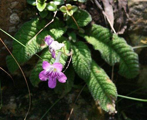 Streptocarpus cyaneus: Streptocarpus cyaneus subsp. cyaneus , Gesneriengewächse (Gesneriaceae) – Swasiland/eSwatini: Malolotja Nature Reserve, NE Malolotja Falls, ca. 24 km N Mbabane,