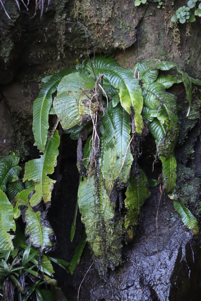 Streptocarpus fanniniae (Streptocarpus fanniniae)