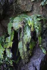 Streptocarpus fanniniae (Streptocarpus fanniniae)