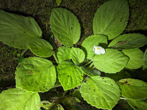African violet (Streptocarpus ionanthus)