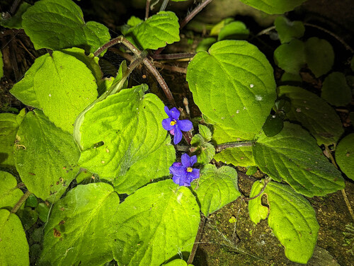 African violet (Streptocarpus ionanthus)