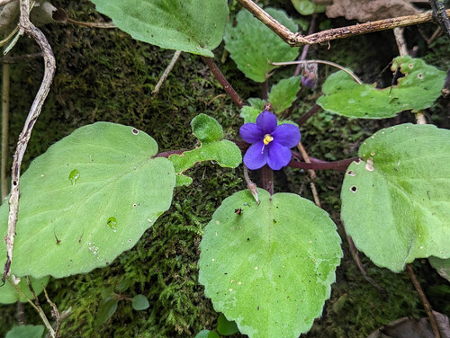 African violet (Streptocarpus ionanthus)