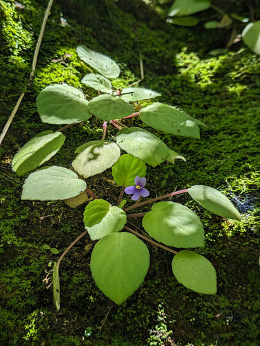 African violet (Streptocarpus ionanthus)