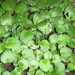 African violet (Streptocarpus ionanthus)