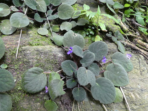 African violet (Streptocarpus ionanthus)