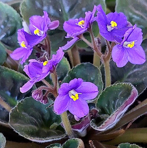 African violet: Streptocarpus ionanthus