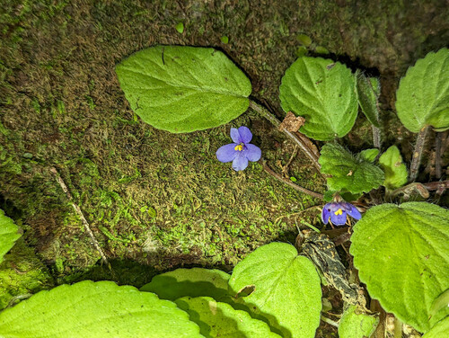 African violet (Streptocarpus ionanthus)