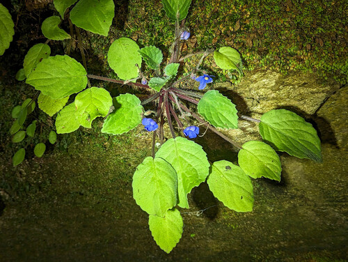 African violet (Streptocarpus ionanthus)