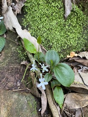 Streptocarpus prolixus (Streptocarpus prolixus)