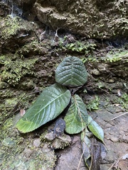 Streptocarpus prolixus (Streptocarpus prolixus)