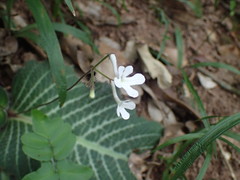 Streptocarpus prolixus (Streptocarpus prolixus)