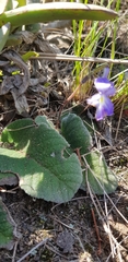 Streptocarpus prolixus (Streptocarpus prolixus)