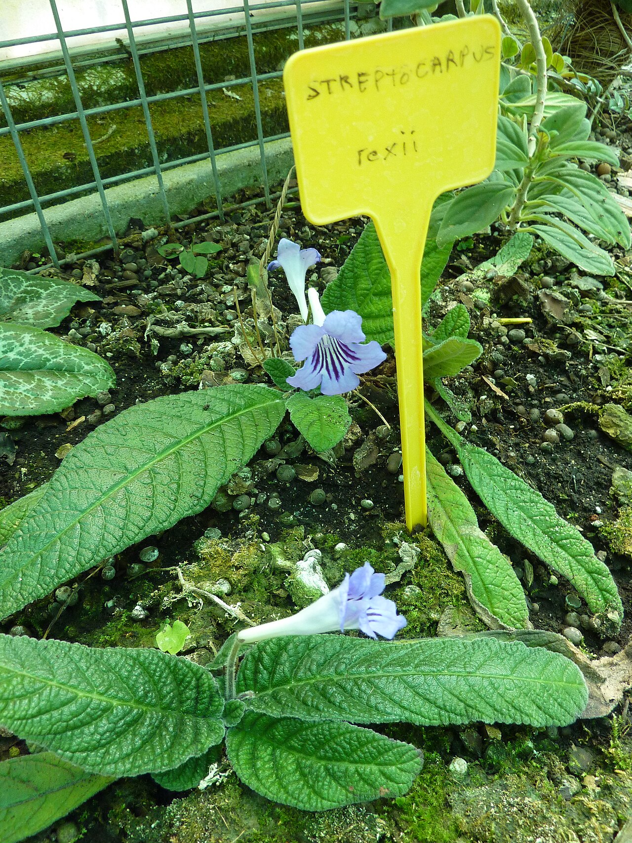 Streptocarpus rexii: Streptocarpus rexii - Botanical garden of Ville de Paris - France