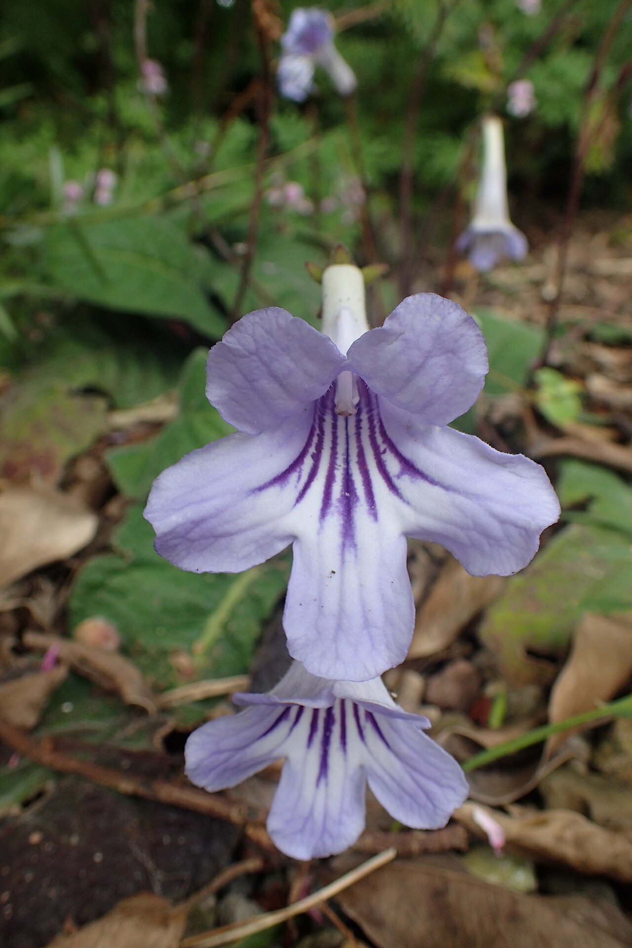 Streptocarpus rexii: Streptocarpus rexii in Auckland Botanic Gardens