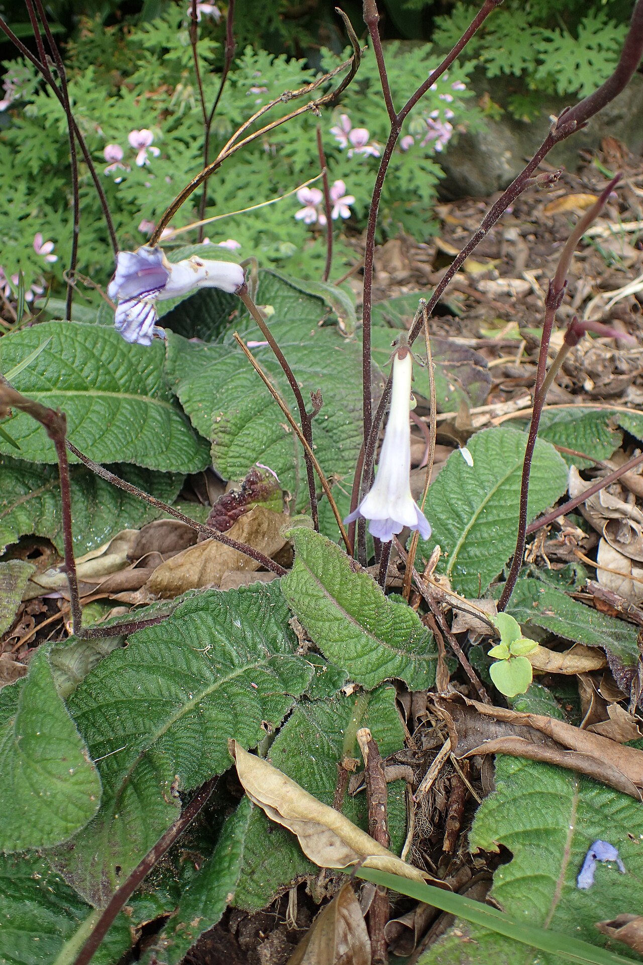 Streptocarpus rexii: Streptocarpus rexii in Auckland Botanic Gardens