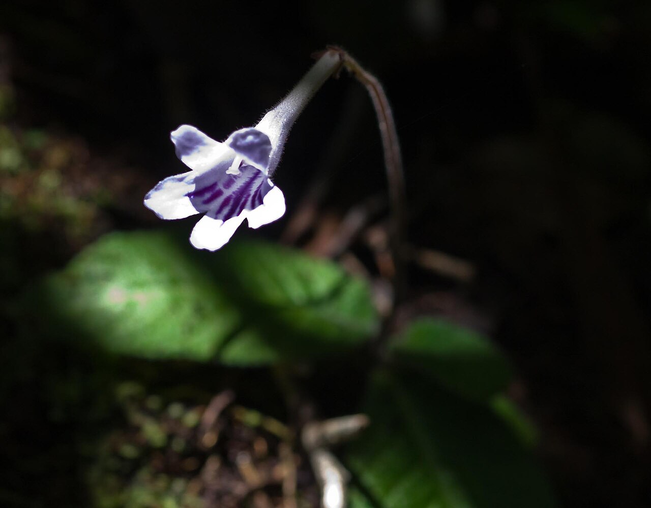 Streptocarpus rexii: Wilderness South Africa Feb 2008