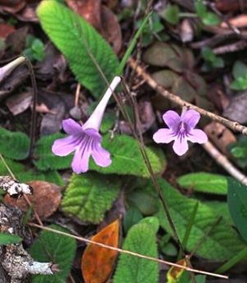 Streptocarpus rexii: Streptocarpus rexii
