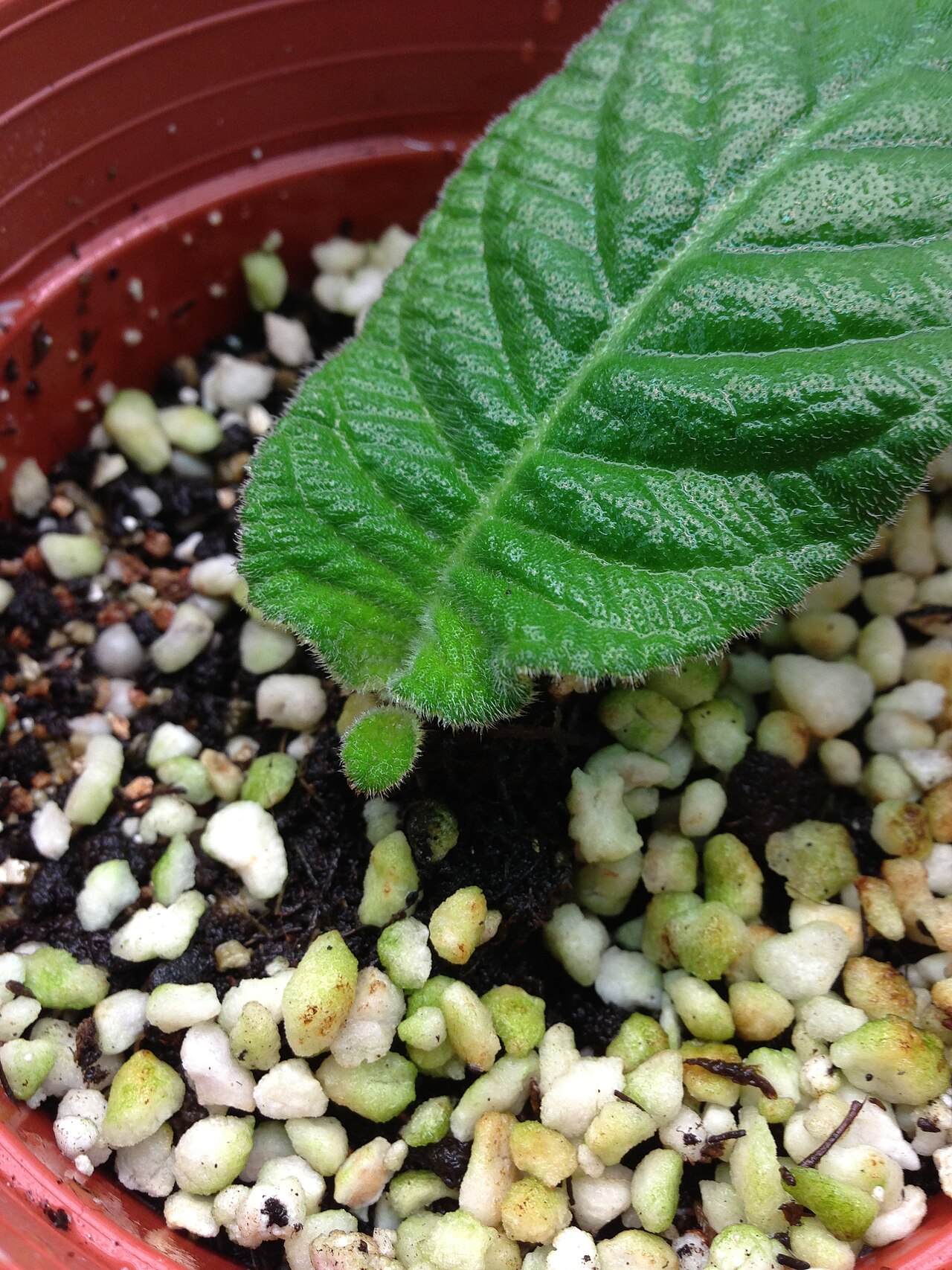 Streptocarpus rexii: S. rexii新葉自大子葉基部長出