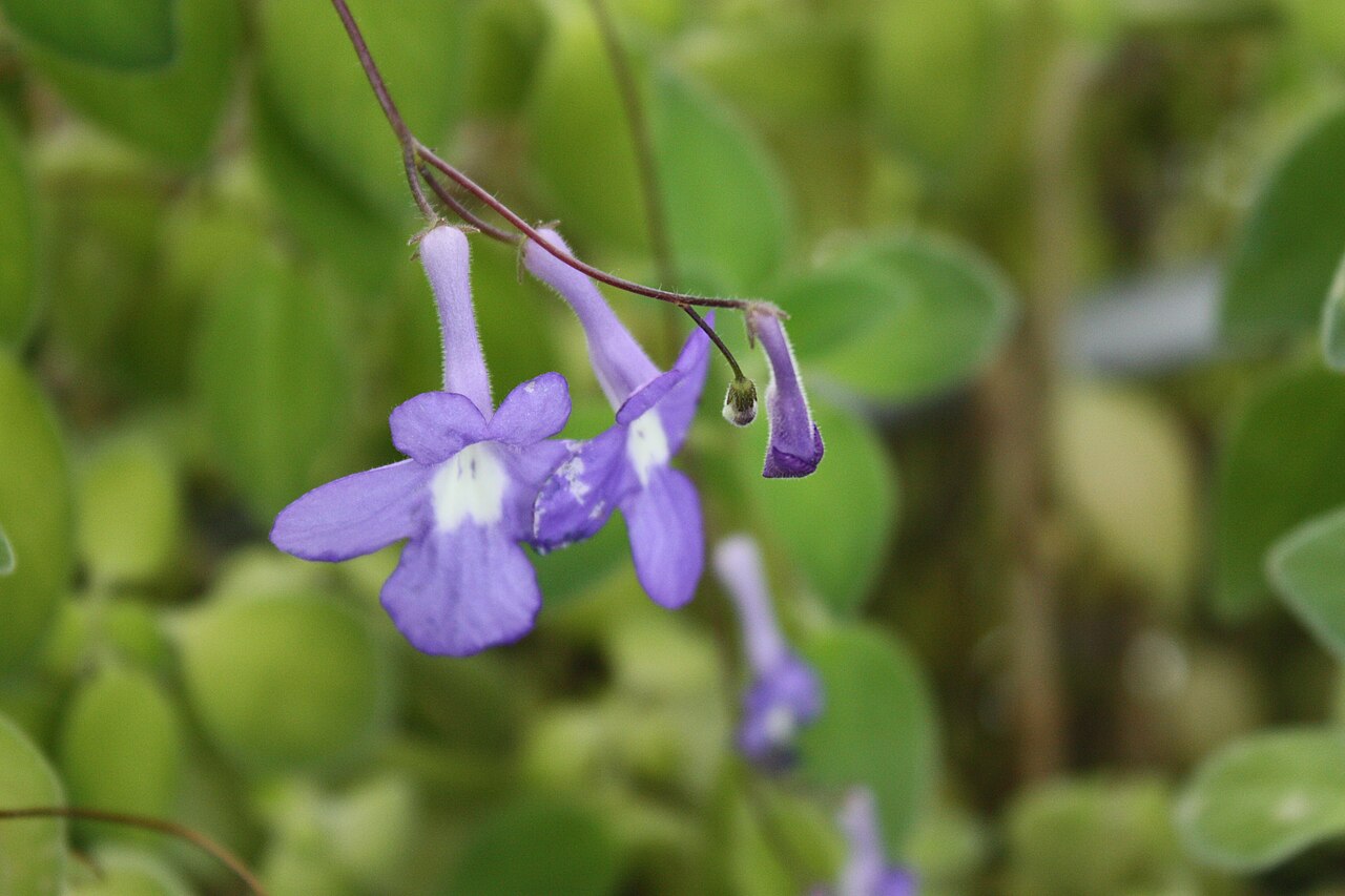 False African violet: False African-violet (Streptocarpus saxorum) in the glass-house of Botanical garden of Tartu University, Estonia