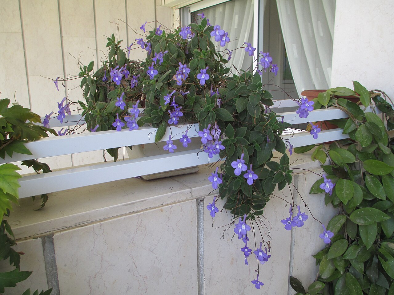 False African violet: שזרית מכלוא