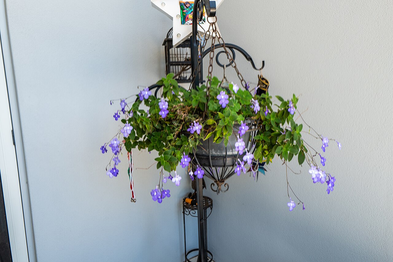 False African violet: The flora of Ballina, New South Wales is a mix of ornamental plantings and the original vegetation complex.