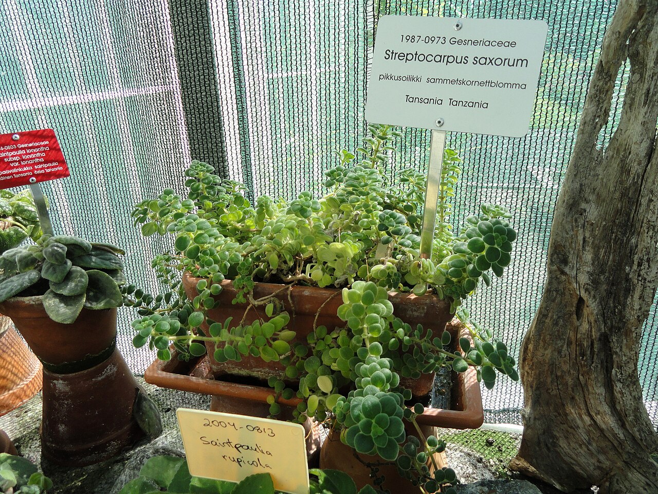 False African violet: Botanical specimen. The University of Helsinki Botanical Garden at Kaisaniemi