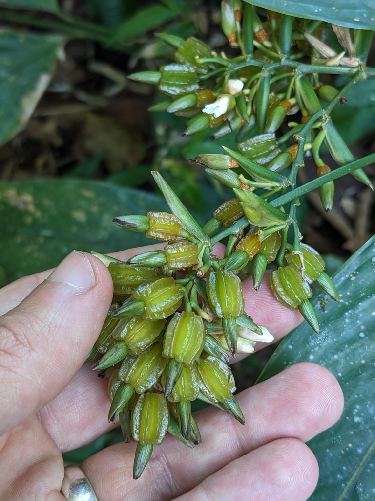 Stromanthe guapilesensis (Stromanthe guapilesensis)