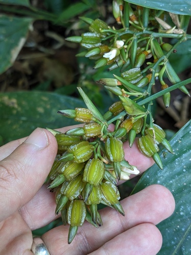 Stromanthe guapilesensis (Stromanthe guapilesensis)