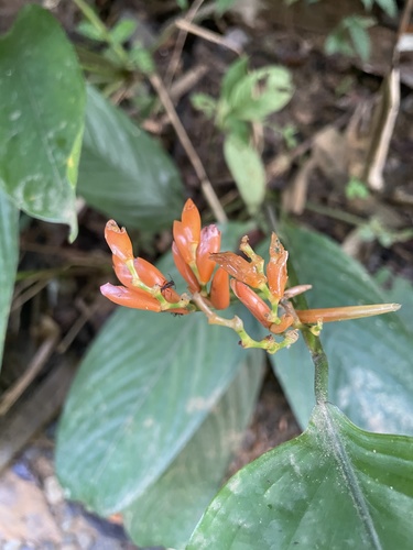 Stromanthe jacquinii (Stromanthe jacquinii)