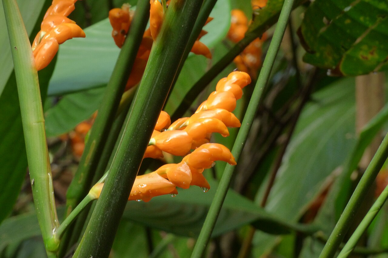 Stromanthe jacquinii: Congo - Tetera