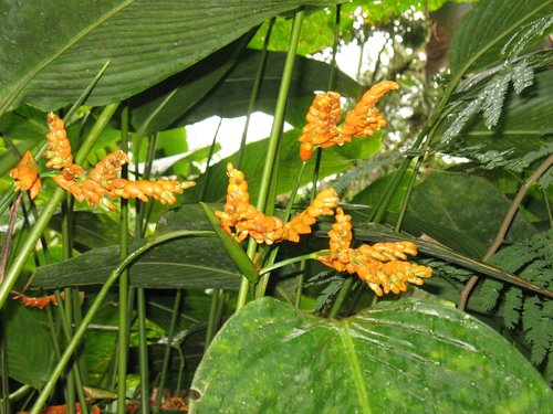 Stromanthe jacquinii (Stromanthe jacquinii)