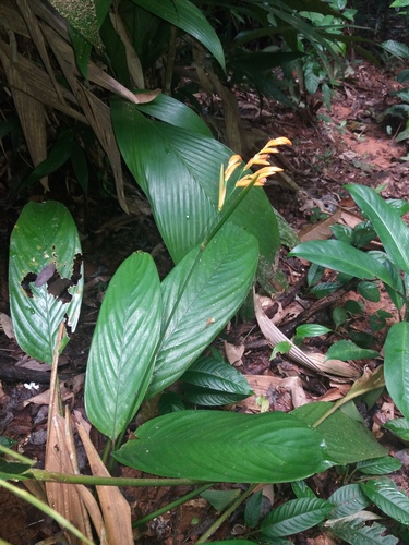 Stromanthe jacquinii (Stromanthe jacquinii)