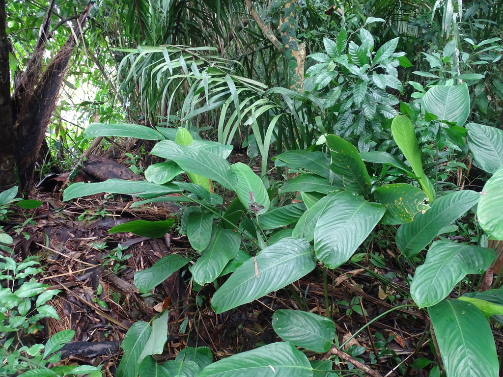 Stromanthe macrochlamys (Stromanthe macrochlamys)