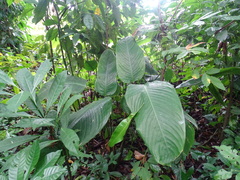 Stromanthe macrochlamys (Stromanthe macrochlamys)