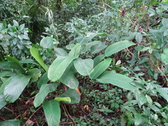 Stromanthe macrochlamys (Stromanthe macrochlamys)