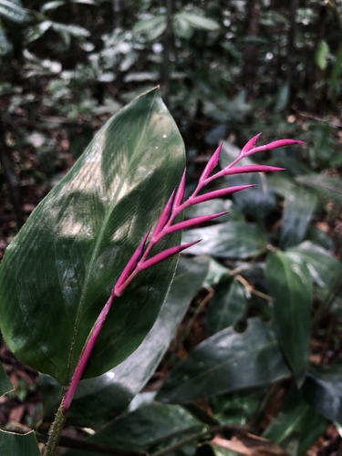Stromanthe porteana (Stromanthe porteana)