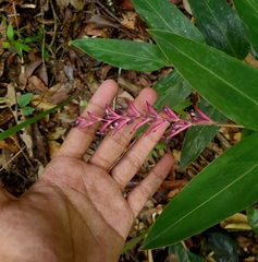 Stromanthe porteana (Stromanthe porteana)