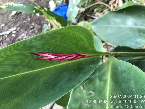 Stromanthe porteana (Stromanthe porteana)