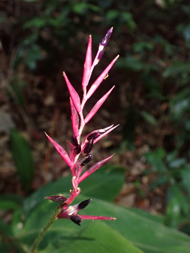 Stromanthe porteana (Stromanthe porteana)