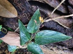 Stromanthe porteana (Stromanthe porteana)
