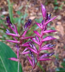 Stromanthe porteana (Stromanthe porteana)