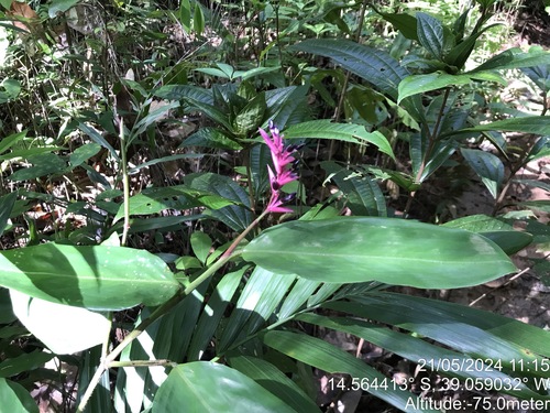 Stromanthe porteana (Stromanthe porteana)