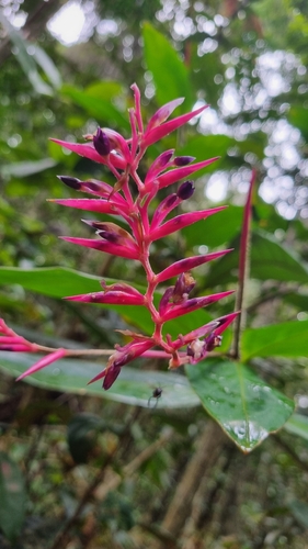 Stromanthe porteana (Stromanthe porteana)