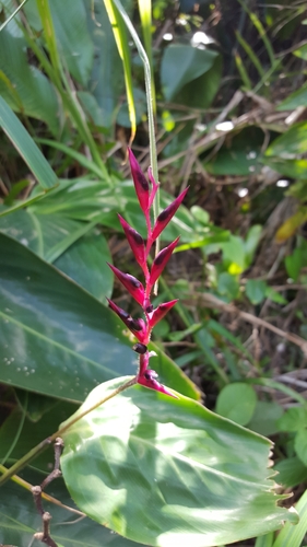 Stromanthe porteana (Stromanthe porteana)
