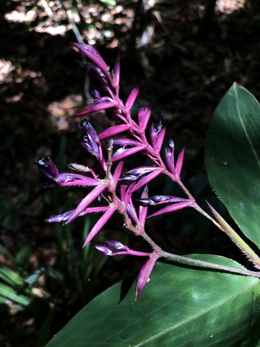 Stromanthe porteana (Stromanthe porteana)