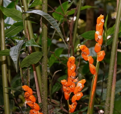 Stromanthe stromanthoides (Stromanthe stromanthoides)